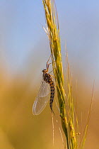 Hex mayfly (Hexagenia limbata) Bozeman, Montana, USA. July.