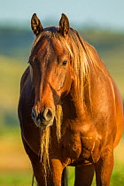 Rocky mountain horse, Bozeman, Montana, USA. July.