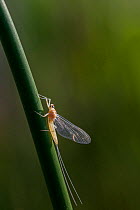 Morning dun mayfly (Ephemerella excrucians) Bozeman, Montana, USA.