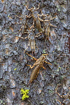 Exoskeletons of moulting nymphs of  Giant stonefly / salmonfly   (Pteronarcys californica) on riverside,Yellowstone National Park, Montana, USA. July.