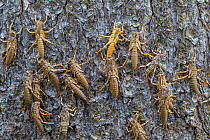 Exoskeletons of moulting nymphs of  Freshwater giant stonefly  (Pteronarcys californica) on riverside,Yellowstone National Park, Montana, USA. July.