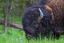 American bison (Bison bison) Lamar Valley, Yellowstone National Park, Montana, USA, July.