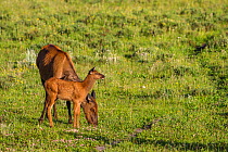 Elk  (Cervus canadensis) female and calf, Yellowstone National Park, Montana, USA. July.