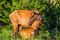 Elk  (Cervus canadensis) female with suckling calf, Yellowstone National Park, Montana, USA. July.