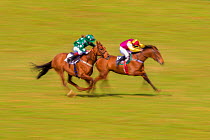 Blurred motion image of two horses with jockeys galloping during Itton point-to-point horse race, Monmouthshire, Wales, UK.