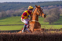 Racehorse jumping fence during Itton point-to-point horse race, Monmouthshire, Wales, UK.