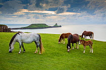 Welsh mountain ponies, grazing above Rhossili beach, The Gower, Wales, UK, August.
