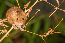 Harvest mouse (Micromys minutus) Monmouthshire, Wales, UK.