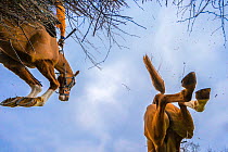 Point-to-Point horse racing, low angle view of racehorse jumping fence, Monmouthshire, Wales, UK. March 2014.