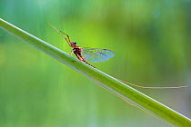 Summer mayfly (Siphlonurus lacustris) male, River Usk, Wales, UK, March.