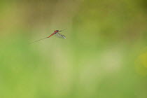 Summer mayfly (Siphlonurus lacustris) in flight, River Usk, Wales, UK, May.