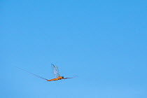 Summer mayfly (Siphlonurus lacustris) in flight, River Usk, Wales, UK, May.