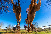Point-to-Point horse racing, low angle view of racehorses jumping fence, Monmouthshire, Wales, UK. March 2014.
