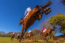 Point-to-Point horse racing, low angle view of racehorses jumping fence, Monmouthshire, Wales, UK. March 2014.