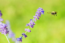 Eastern bumblebee (Bombus impatiens) flying to  Russian sage (Perovskia atriplicifolia), Wisconsin, USA, August.