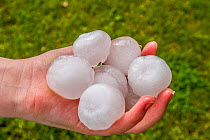 Hailstone the size of golfballs, Bozeman, Montana, USA. June.