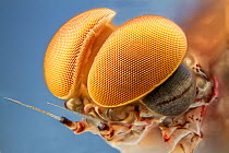Pink lady mayfly (Epeorus albertae) close up of eye of male, Madison River, Montana, USA, August.