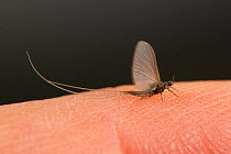 Trico mayfly (Tricorythodes minutus) male, Bozeman, Montana, USA. September.