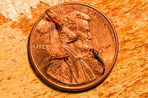 Fishing hook #28 hook, the smallest available hook, 4mm in average size to imitate the Tiny blue wing olive mayfly (Pseudocloeon sp.) seen in centre of the penny, Bozeman, Montana, USA.