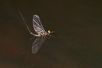 Blue winged olive mayfly (Baetis tricaudatus) Bozeman, Montana, USA.