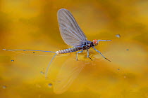 Blue winged olive mayfly (Baetis tricaudatus) flying in front of aspen leaves. Bozeman, Montana, USA. April.