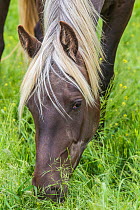 Rocky mountain horse close up of head grazing, Bozeman, Montana, USA. June.