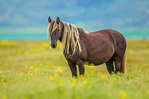 Rocky mountain horse, Bozeman, Montana, USA. June.