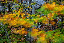 Autumn leaves moving in the wind, Plitvice Lakes National Park, UNESCO World Heritage Site, Central Croatia. Croatia