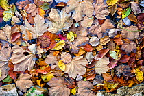 Leaves covering the water in autumn colours,  Plitvice Lakes National Park, UNESCO World Heritage Site, Central Croatia. Croatia
