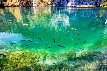 Fish in the crystal-clear water, Plitvice Lakes National Park, UNESCO World Heritage Site, Central Croatia. Croatia