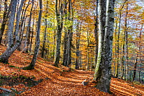 Forest in autumn colours,  Plitvice Lakes National Park, UNESCO World Heritage Site, Central Croatia. Croatia