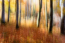 Artistically blurred image of the forest in autumn colours,  Plitvice Lakes National Park, UNESCO World Heritage Site, Central Croatia. Croatia
