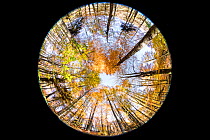 Fisheye view  up into the tree canopy, in autumn colours, Plitvice Lakes National Park, UNESCO World Heritage Site, Central Croatia. Croatia