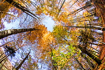 Fisheye view  up into the tree canopy, in autumn colours, Plitvice Lakes National Park, UNESCO World Heritage Site, Central Croatia. Croatia