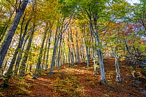 Forest in autumn colours,  Plitvice Lakes National Park, UNESCO World Heritage Site, Central Croatia. Croatia