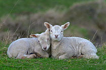 Vendeen sheep in grass, Vendeen Marsh,Vendee, France, January.