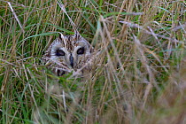 Short eared owl (Asio flammeus) in long grass, Vendeen Marsh, France, January