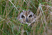 Short eared owl (Asio flammeus) in long grass, Vendeen Marsh, France, January