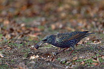 Common starling (Sturnus vulgaris) Vendee, France, December.
