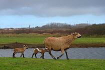 Cameroon sheep, female and lambs, age one day, Ile d'Olonne Marsh, Vendee, France, January.