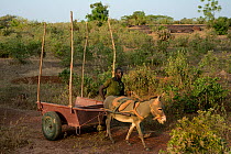 Man leading donkey pulling a cart, Burkina Fasso, December 2017.