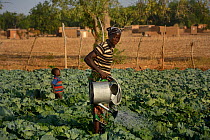 Woman watering cabbages, Burkina Faso, December 2017.