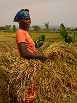 Woman collecting rice, Burkina Faso, Africa 2017