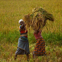 Women harvesting rice, Burkina Faso, December 2017