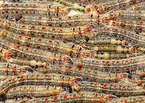 Mass of Lappet moth (Lasiocampidae) caterpillars, Madagascar.