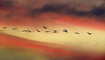 Common crane (Grus grus) flock flying at dusk Montier en Der, Champagne, France.