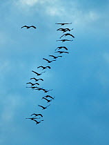 Common cranes (Grus grus) flock in flight, Montier en Der, Champagne, France. November.