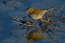 Meadow pipit (Anthus pratensis) foraging in water, Vendee, France, December.