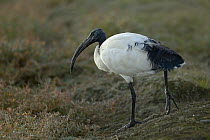 African sacred ibis (Threskironis aethiopicus) Breton Marsh, Vendee, France, December