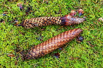 Norway spruce cones (Picea abies) showing one eaten by Red squirrel (Sciurus vulgaris), Kielder Forest, Northumberland, UK, October 2017